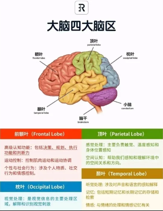 今日分享———大脑四大脑区