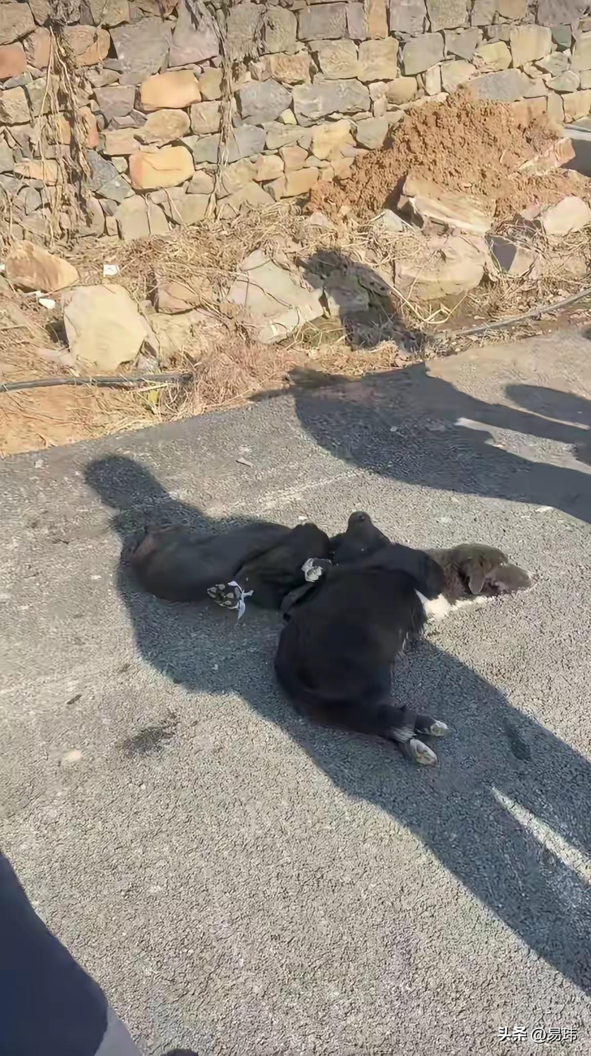 太可怜了！这天一位大哥在老家村里散步，当他走到一条乡间小路上，看到无比凄惨的一幕