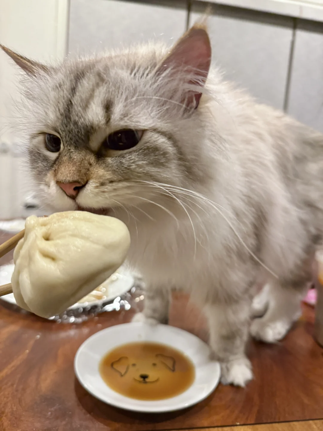 有和我一样喜欢抢人类面食的北方咪吗？