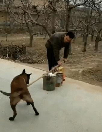 【狗狗真厉害，和主人搭档干活，网友：好懂事，这狗狗是怎么训练的】狗狗真厉害，和主