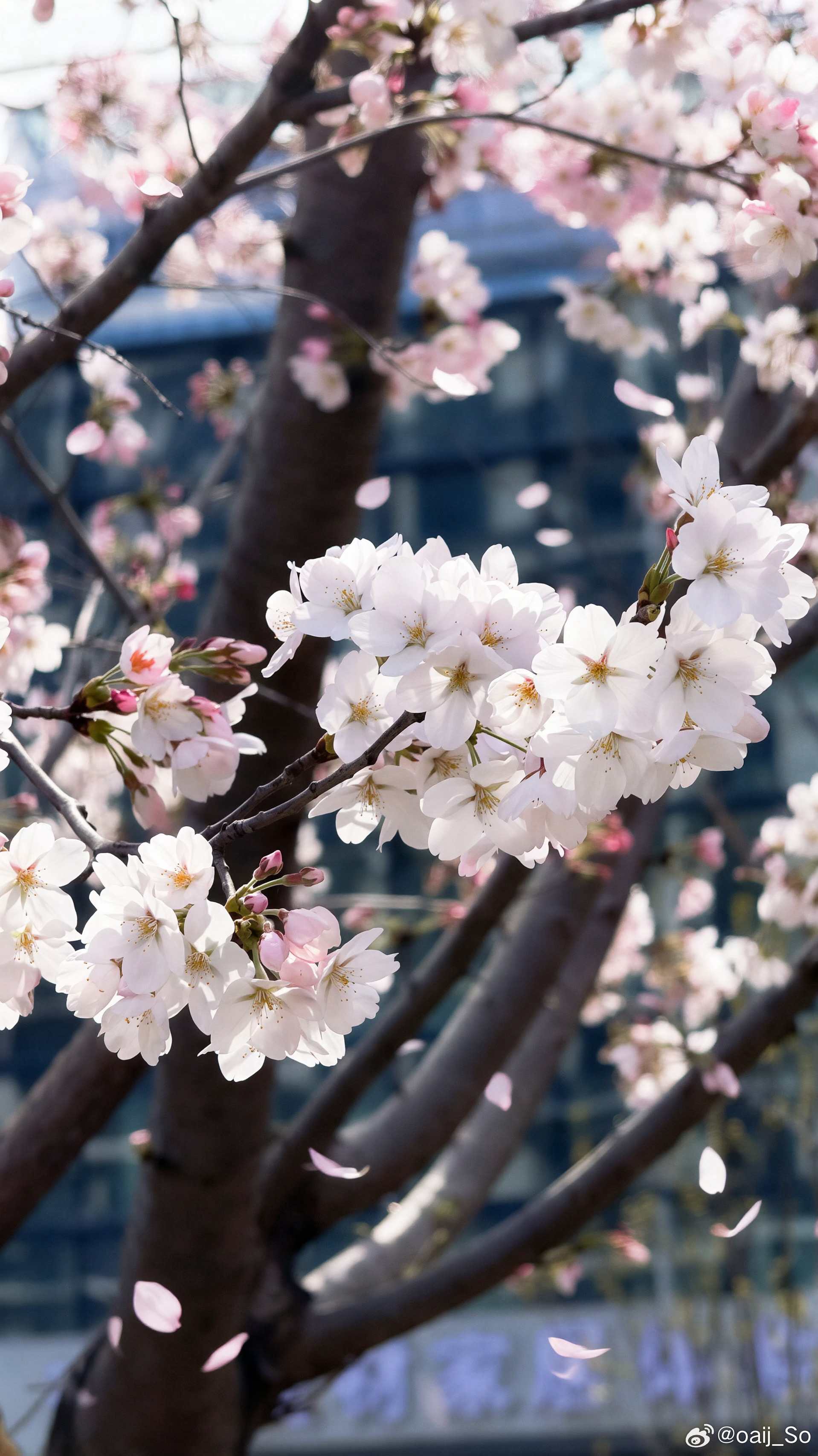 也是到了拍花的年纪 