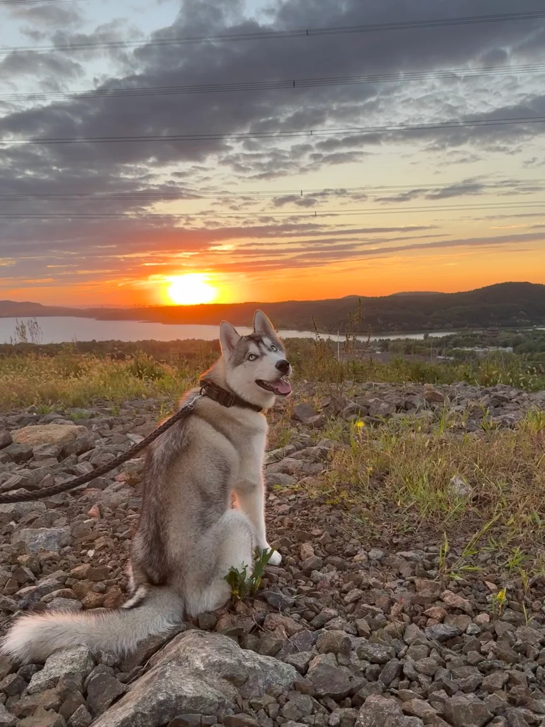 谁家哈士奇还没有看过日落！