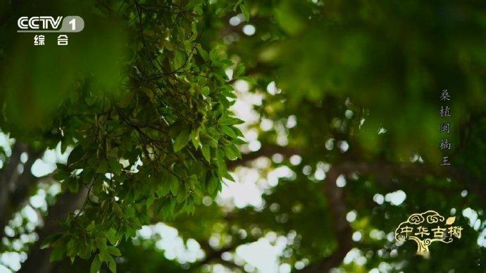 原来金丝楠木不是一种树村口约510年的古树有金色光泽 涨知识了！金丝楠木居然不是