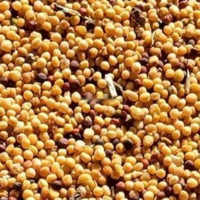 种油籽：1. 选种整地：选高油高产的油菜籽、向日葵等品种，深耕土地，施足腐熟农家