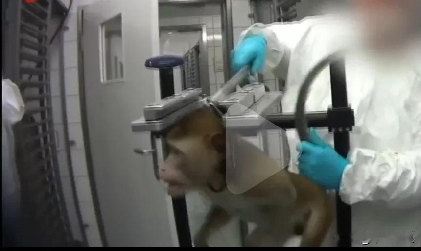 德国病理实验室，他们收集大量猫。狗，猴做活体实验，他们来自各大型制药业和农制化学