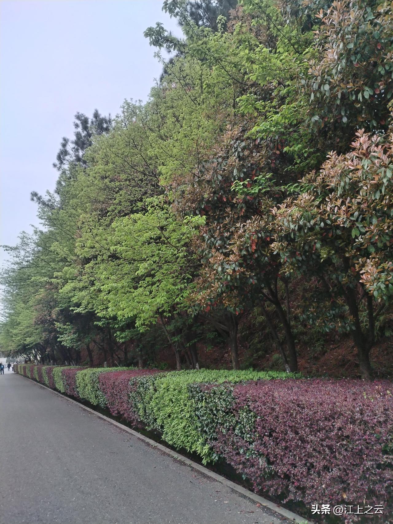 这是南昌市的一处风景。
江西省林科院里面的主干道边，修剪整整齐齐的绿化灌木，搭配