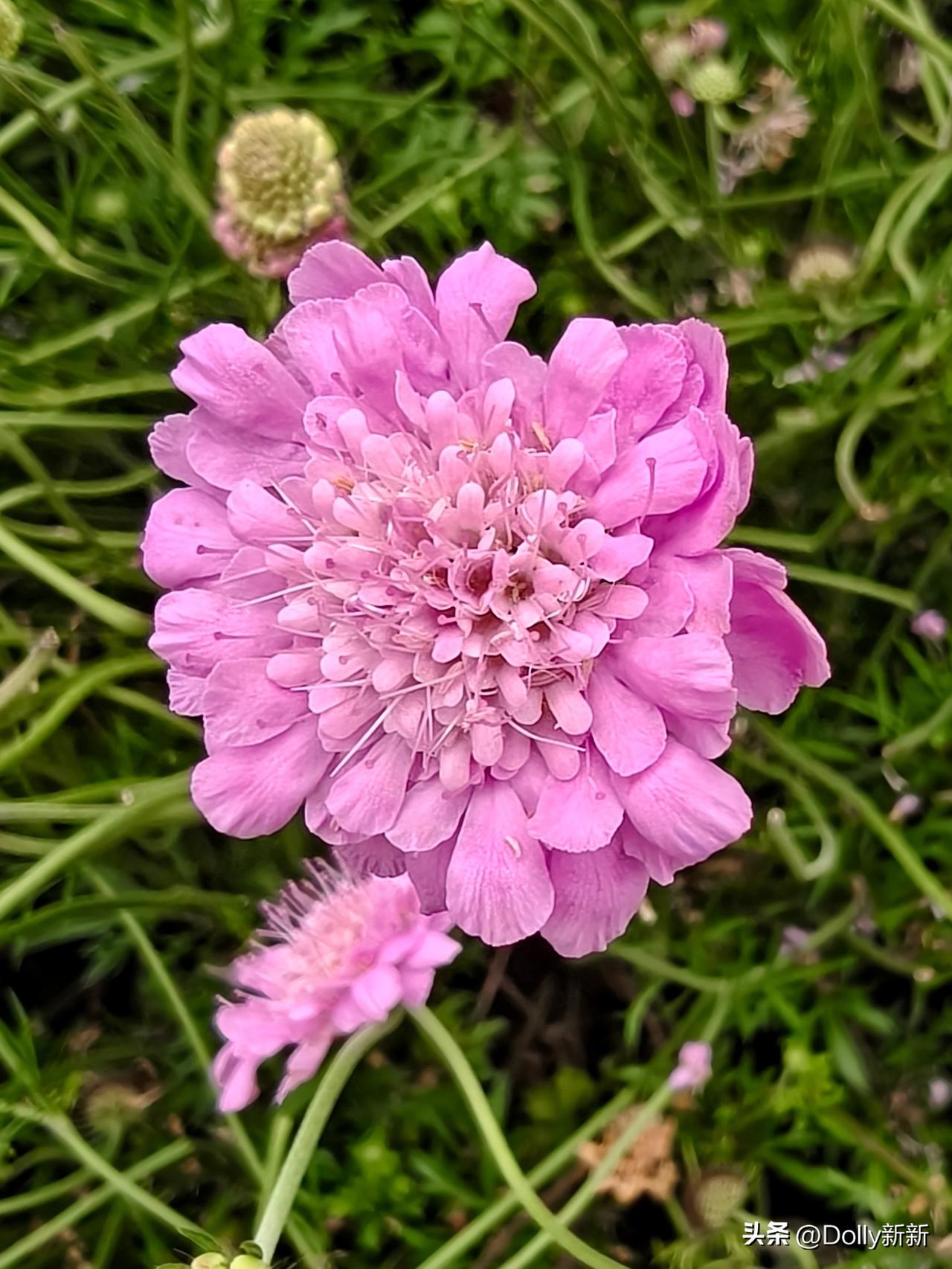七律·飞鸽蓝盆花
浅紫柔英簇浅丛，轻舒羽瓣似飞鸿。
圆盆攒蕊凝星色，细茎擎杯沐晚
