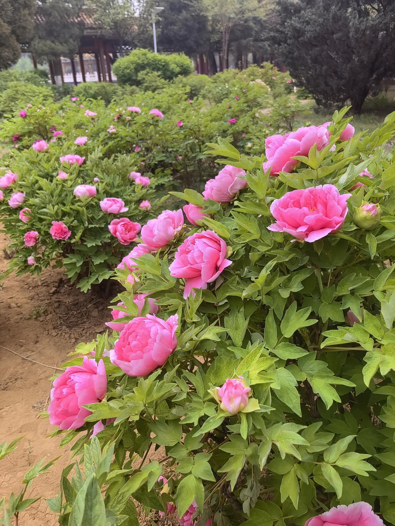 阳泉的牡丹园到了花期盛开期，雍容华贵的牡丹园并非只有洛阳才有，足不出户，就能欣赏