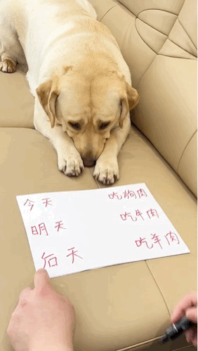 人家只是不会说话而已，可不是傻啊，这它是完全可以看得懂。