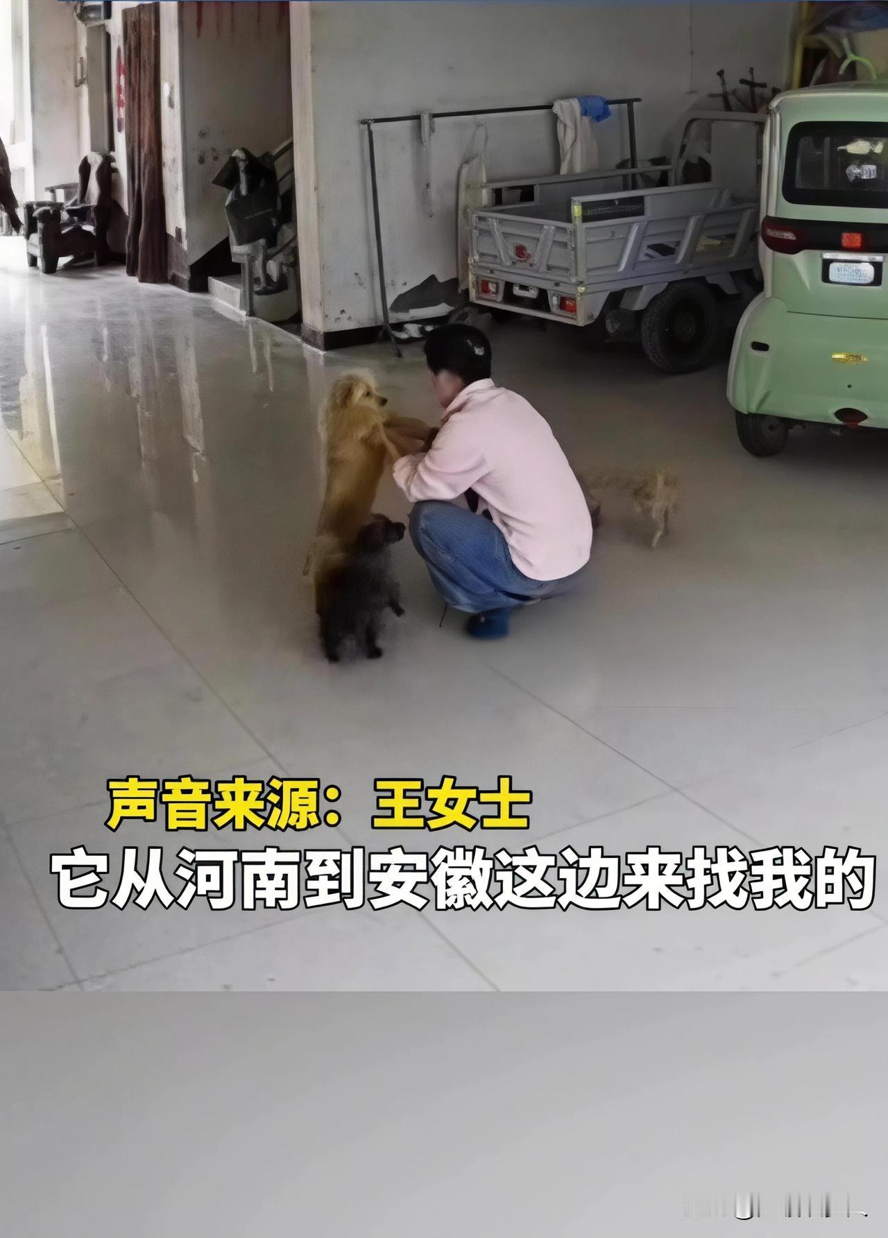 狗狗跨省奔袭5公里，在出嫁女主家门口守了一夜：它不会说话，却爱得最用力
 
安徽