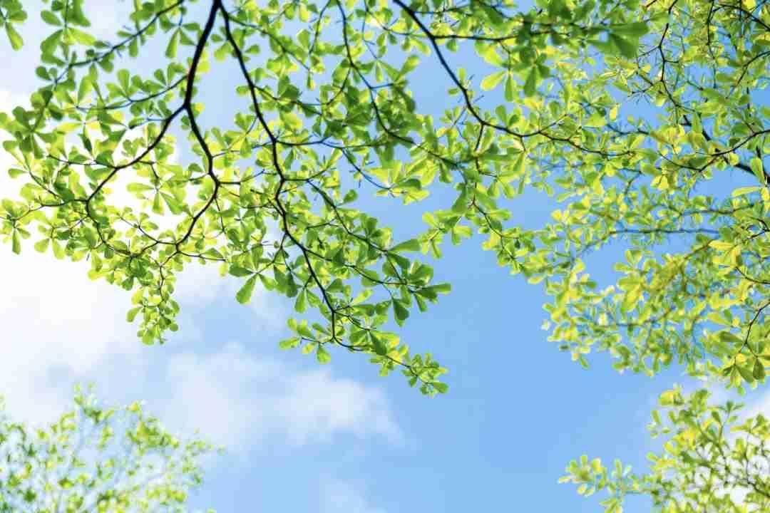 下了几天雨，今天终于放晴了，阳光很好，天空很蓝，被阴雨闷了几天的烦躁，顺着这口新