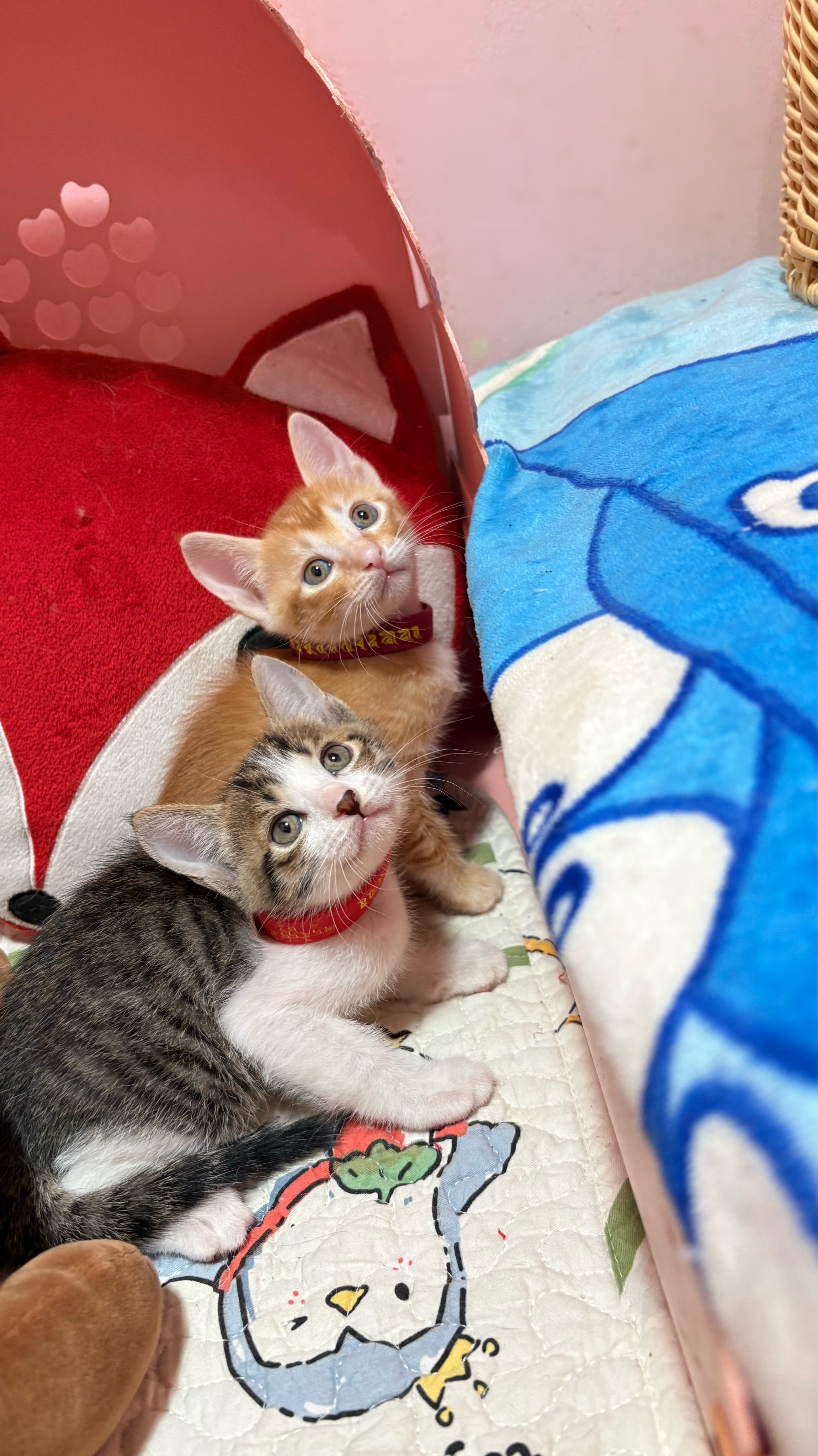 猫猫不小心亲到死对头兄弟俩太好看了，绝世美宝宝 