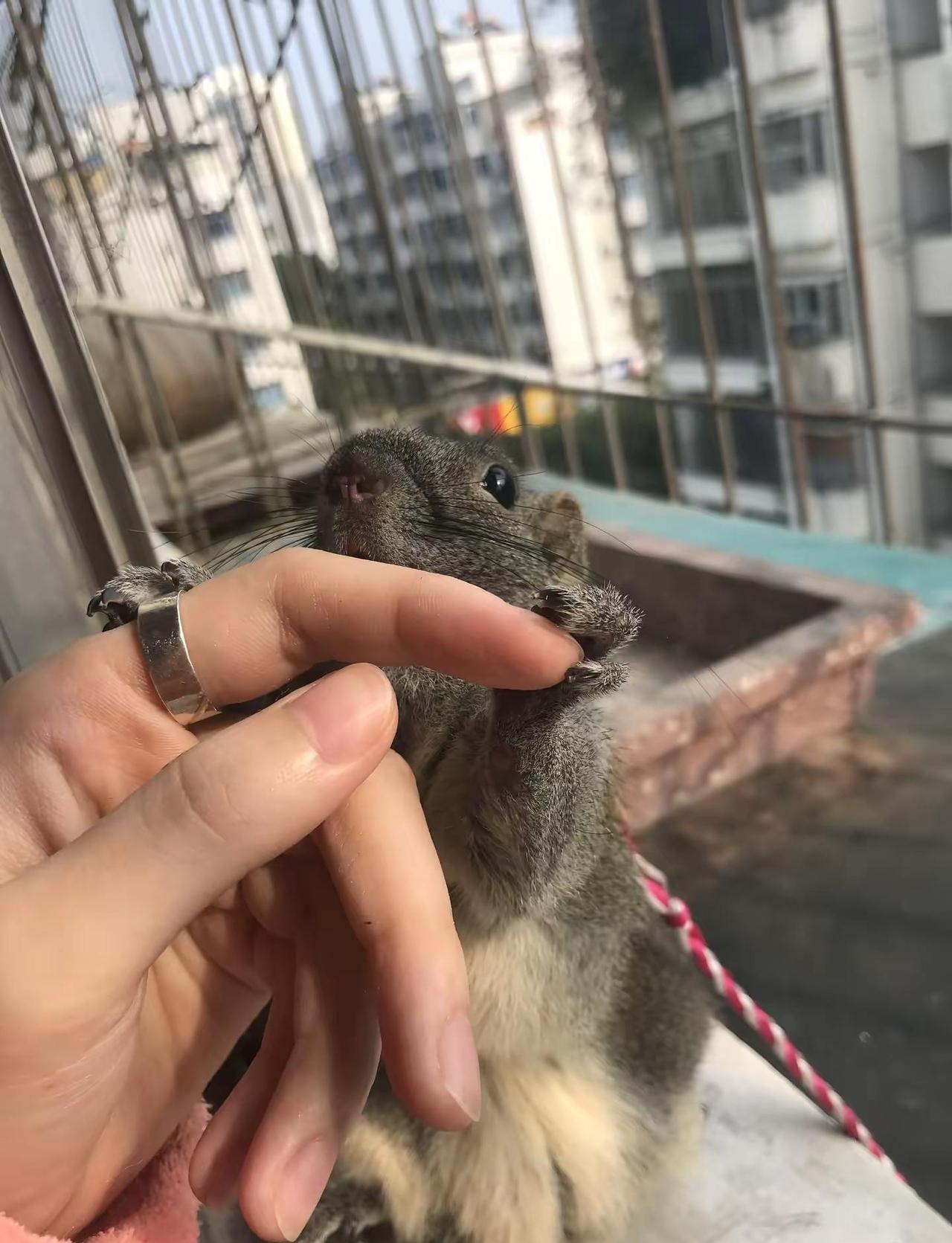 后来啊 我的小松鼠 变成了天上的一颗星星 2018.04.14-2026.03.