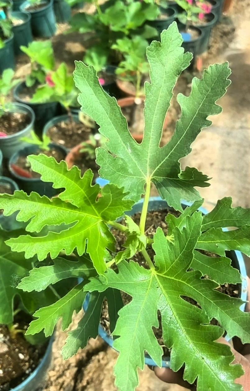 这巴掌大的无花果叶简直美到犯规！嫩绿透亮的颜色，就像刚从春天里冒出来的小精灵。那
