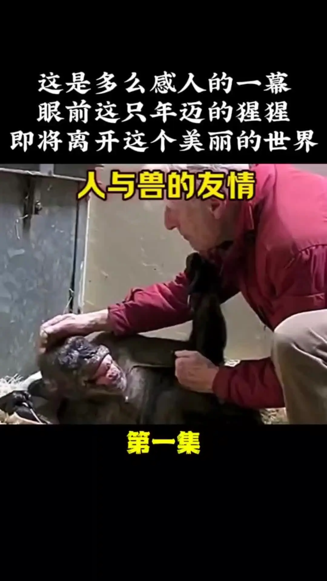 动物解说 动物世界 动物的迷惑行为 内容启发搜索