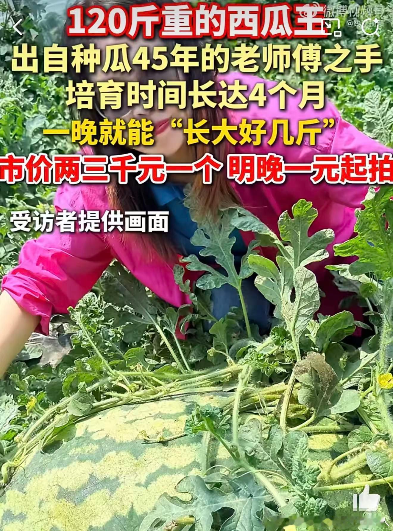 130斤的巨型西瓜曾拍卖到1.3万元120斤大瓜比人还重，看着就喜庆，想抱一抱沾