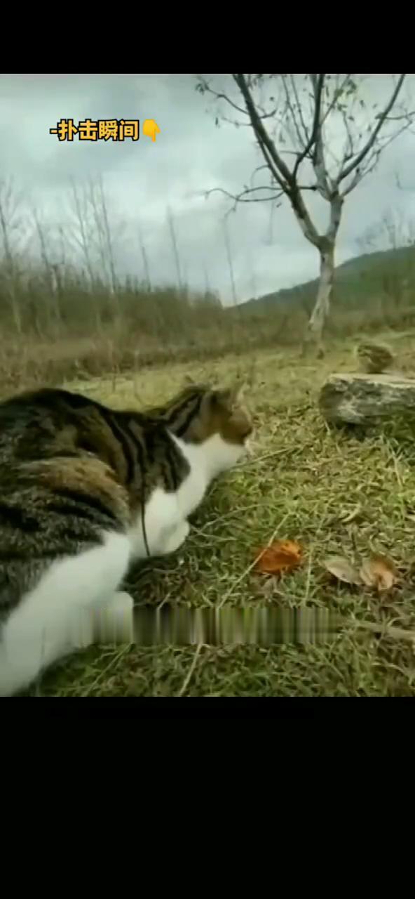 扑击瞬间。
紧盯目标，伺机而动。迅猛出击，干脆利落。