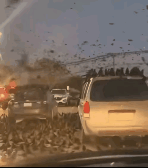 据说以色列城市里起起落落的乌鸦，黑压压的一片，看起来挺恐怖的。难道以色列真的有灾