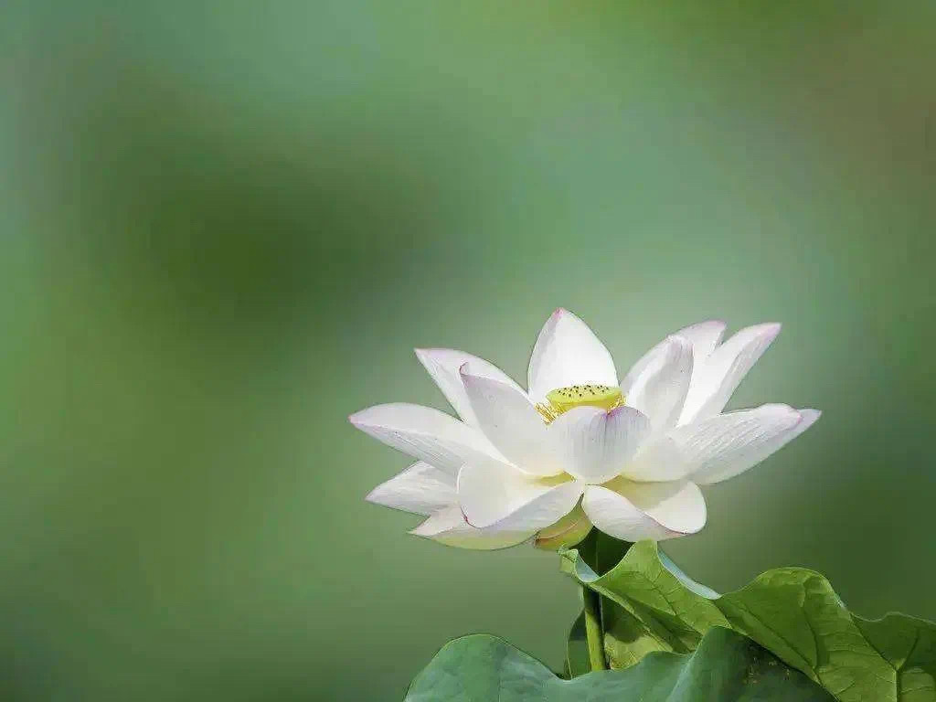 管住嘴，少论人是非；管住心，少无端思虑。 看透人情世故却不世故，心怀善良但自带底