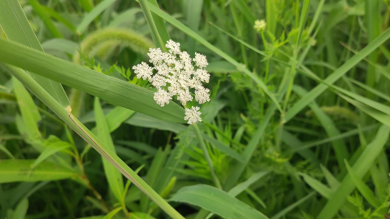发一张你相册最近拍的花她就像一个标准的“雪花”几何图形