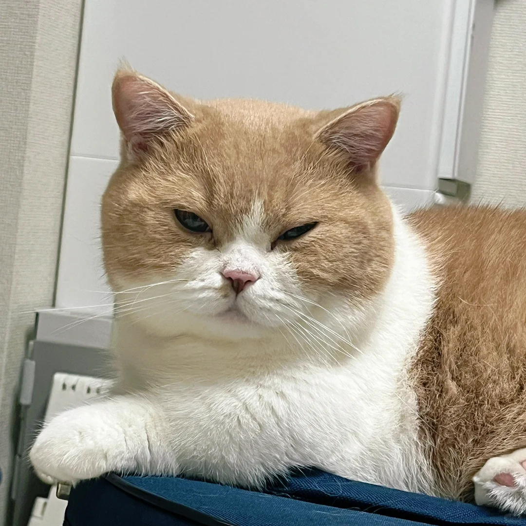第一次在猫猫脸上看到了油腻