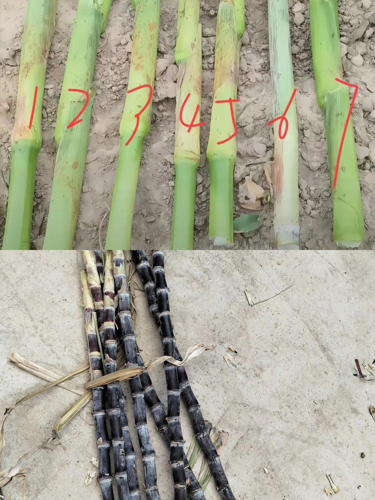 你们问上边几号是甘蔗，我想问一下[作揖]下面是什么？甘蔗种植区域