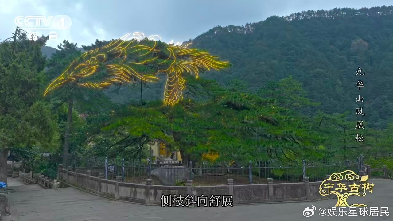 约1400岁古松树像一只大凤凰风一吹千年古松秒变展翅凤凰 松尾下那块圆石被称为“