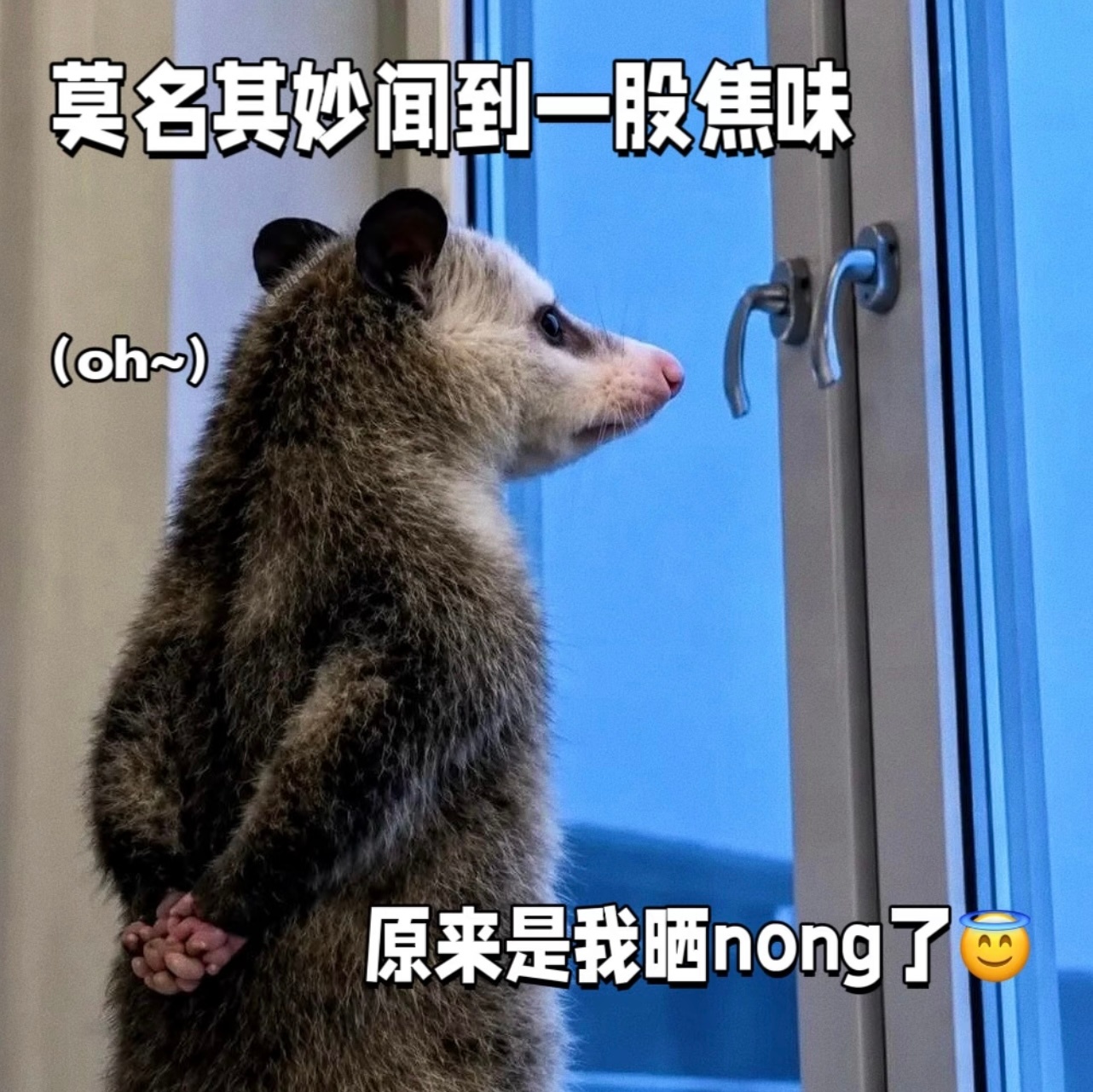 出来玩咯～踏出房间第一步：热化鸟～ 