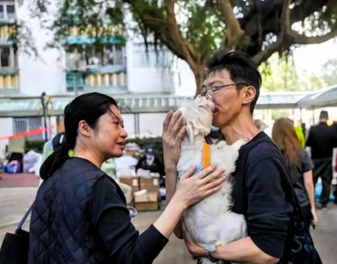 看哭了，把毛孩子吓坏了！

香港宏福苑大火里，这只白色狗狗死里逃生，却和主人走散