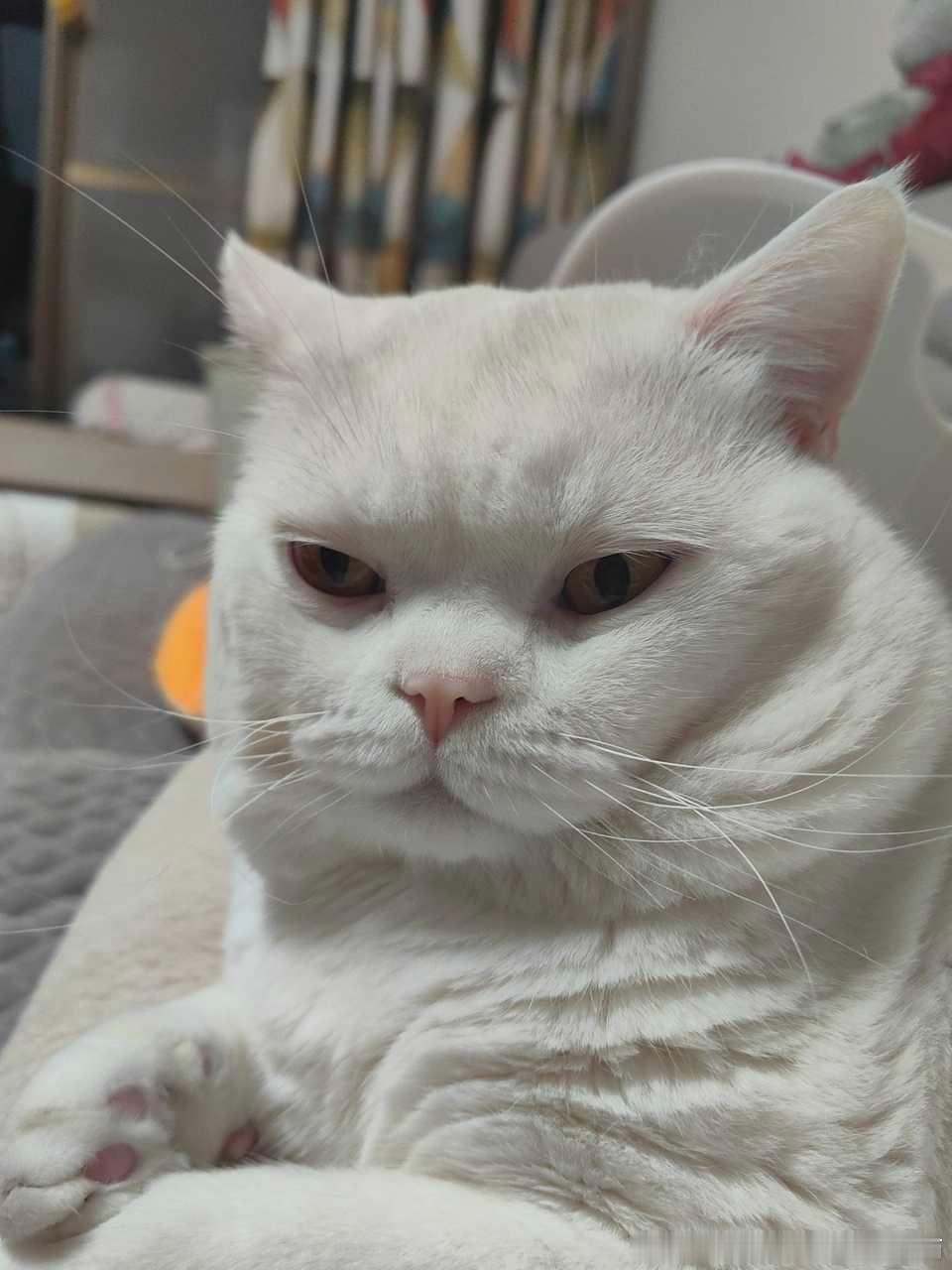 49139【丑猫】猫睡扁会忧郁 