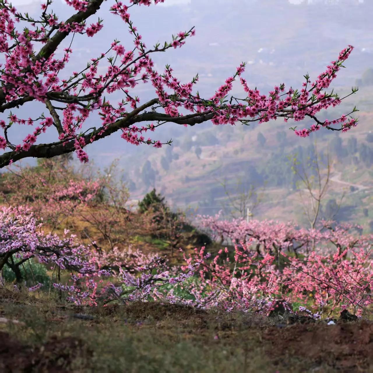 都说落叶归根，三爸在上海生活了接近40多年了，现已经70多岁了。去年忽然回四川老