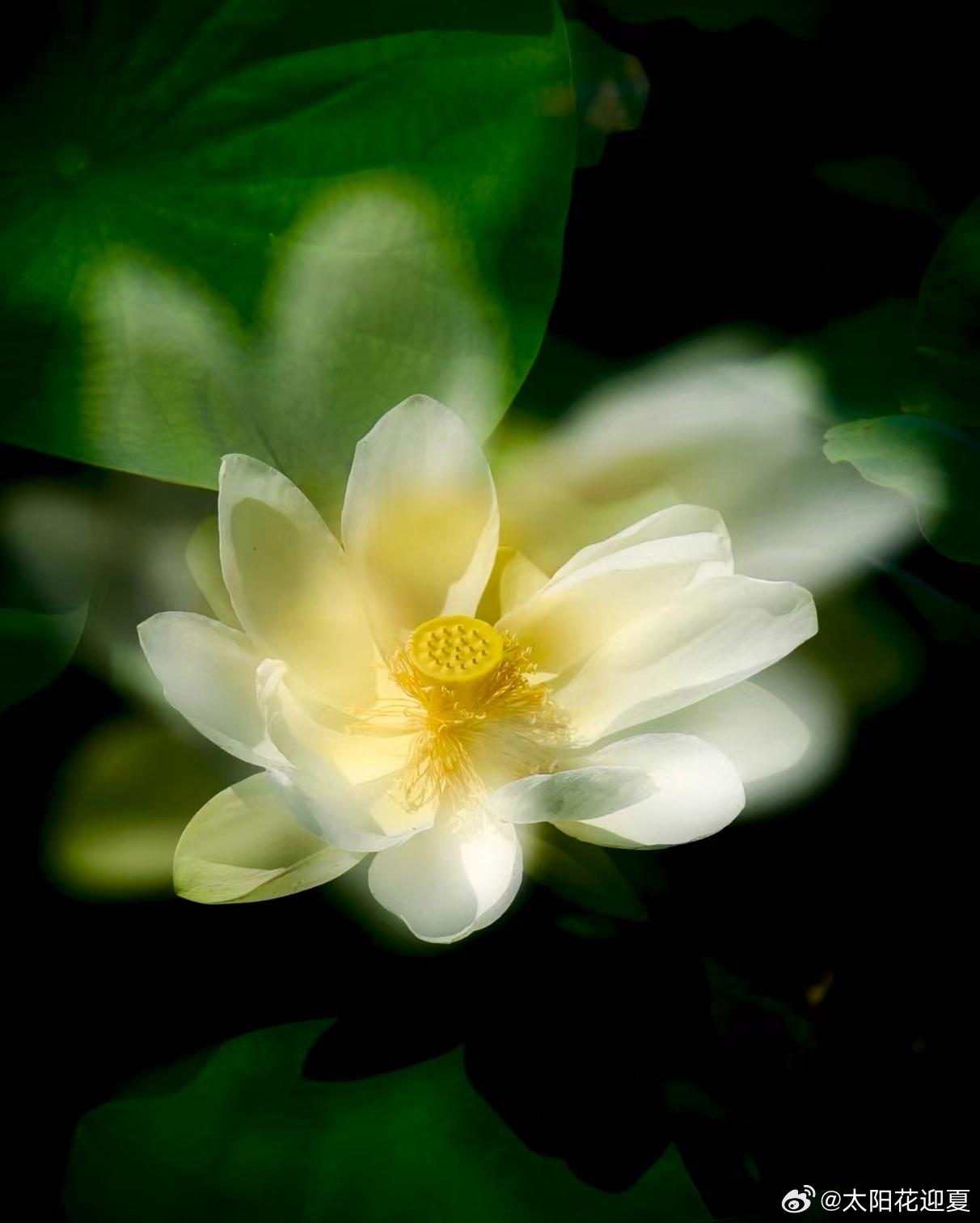 灼灼荷花瑞，亭亭出水中～寻美河南🪷寻美西华