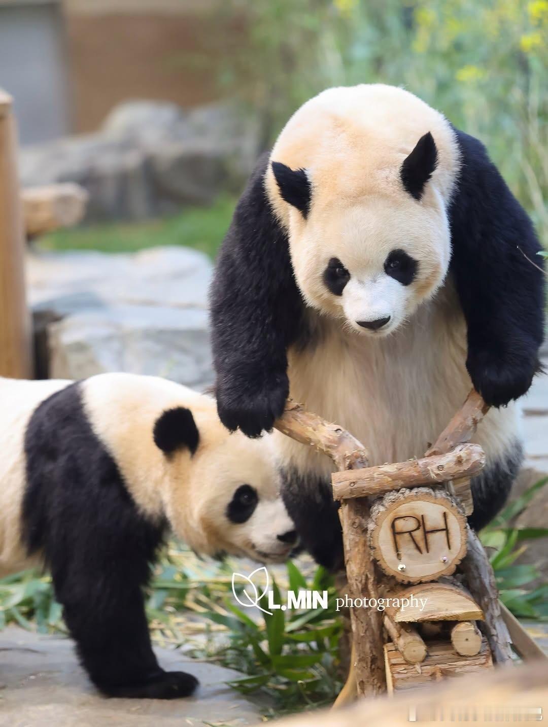 睿宝辉宝为小摩托争执守护小天才睿宝不仅会骑摩托车还会压弯！！！让睿宝骑车带着辉宝