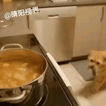 猫也成精了，生的不吃要吃熟的，它也知道和主人搭个锅一起煮。