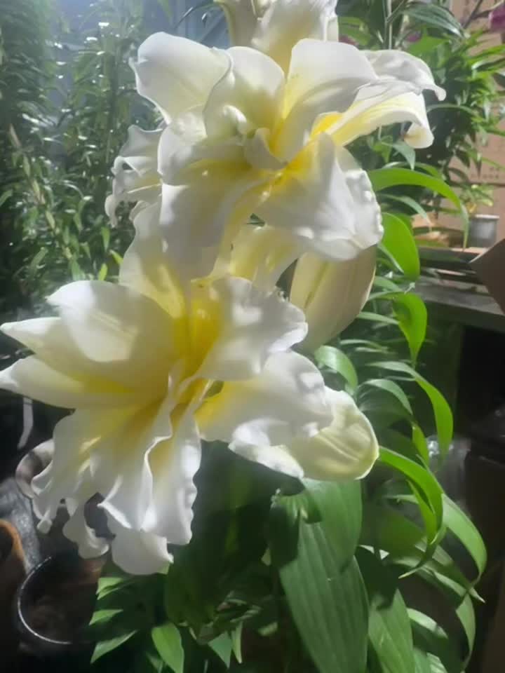 有百合搭子吗？全网寻找搭子 阳台种植