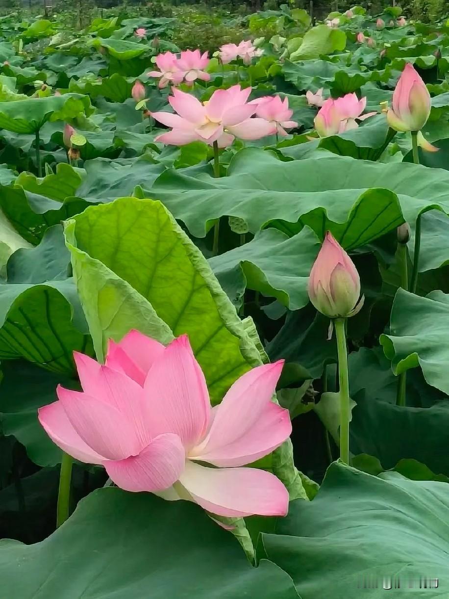 《鹧鸪天·夏荷》
碧水蓝天照浅川，
芙蓉灼灼焕清妍。
林间鸟语随风漾，
叶上珠声