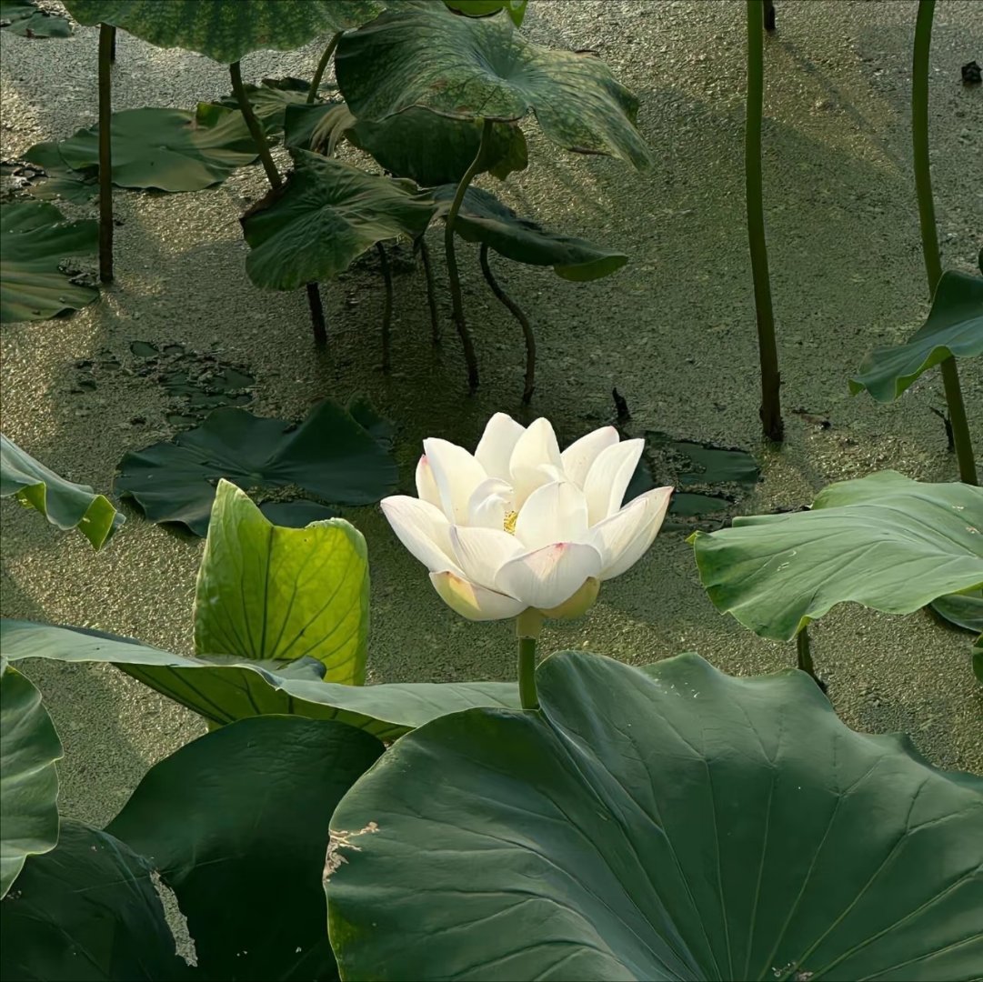 人成长的代价，或许就是渐渐地扔掉一些原则，自己却没有觉察。—— 刘同 