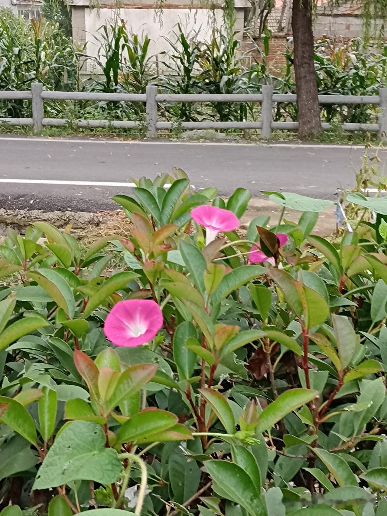 秋日生活打卡季 周末绕着家附近的3公里银杏步道走了一圈，风裹着桂花香往领子里钻，