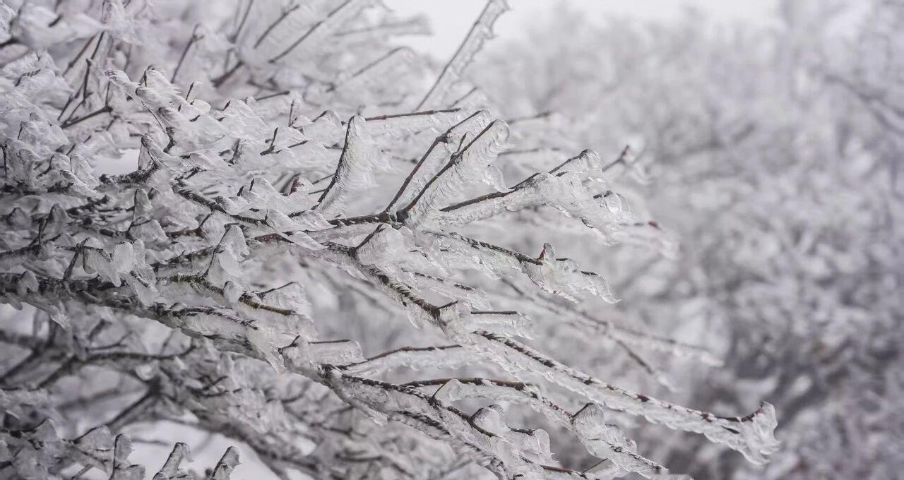 【太美了望城黑麋峰雾凇上线了 】降温后的黑麋峰国家森林公园，藏着望城治愈的冬日惊