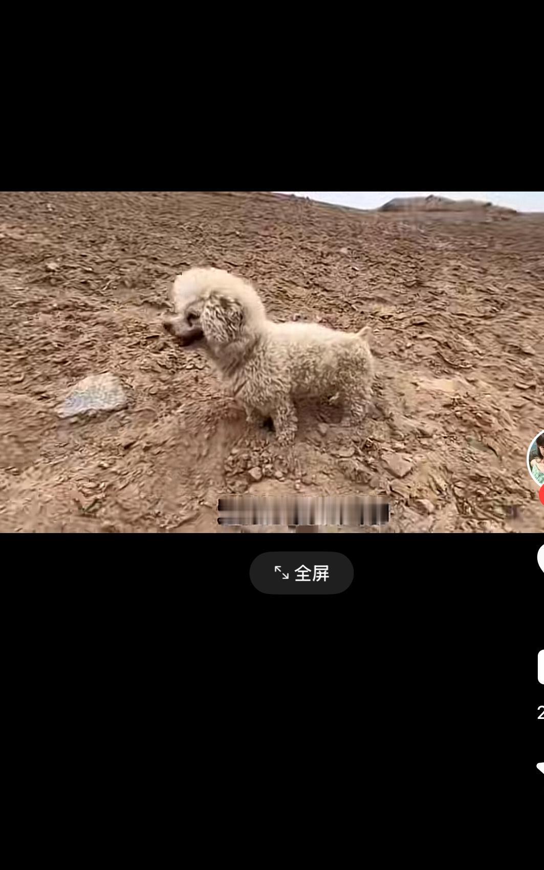 无人区捡到一只流浪狗，当它扑到女子怀里那一刻，大家都忍住别哭

戈壁滩上连草都长