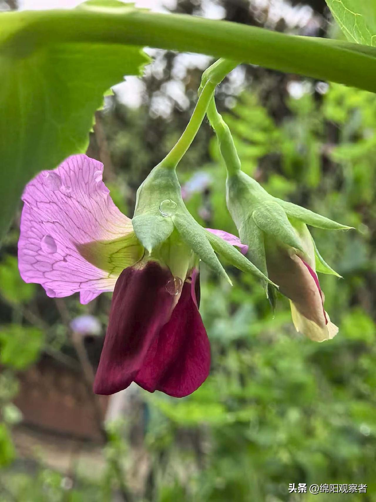 我真反感现在的带货主播，成群结队的去大山里破坏生态，如各种野菜还没长熟就被下手了