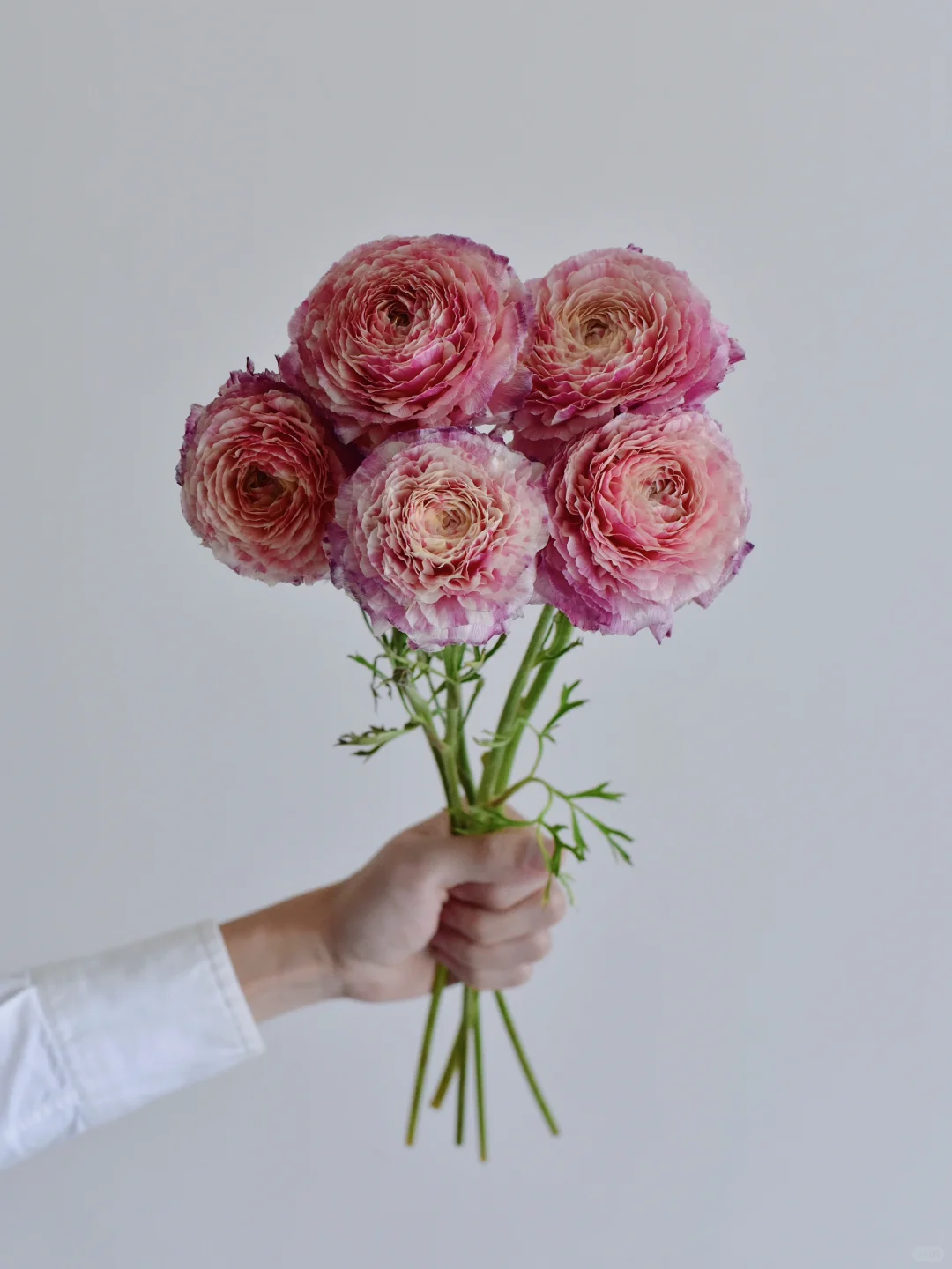 日本洋牡丹·Pandora