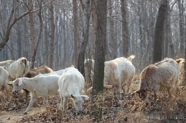 湖南湘潭，一辆轿车突然失控冲进路边羊群，连撞带压致54只山羊当场死亡，司机刘某被