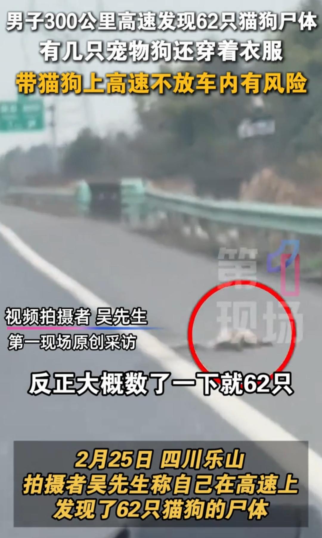 触目惊心！300公里高速62只猫狗尸体，穿着衣服的它们，死在返乡路
 
2月25
