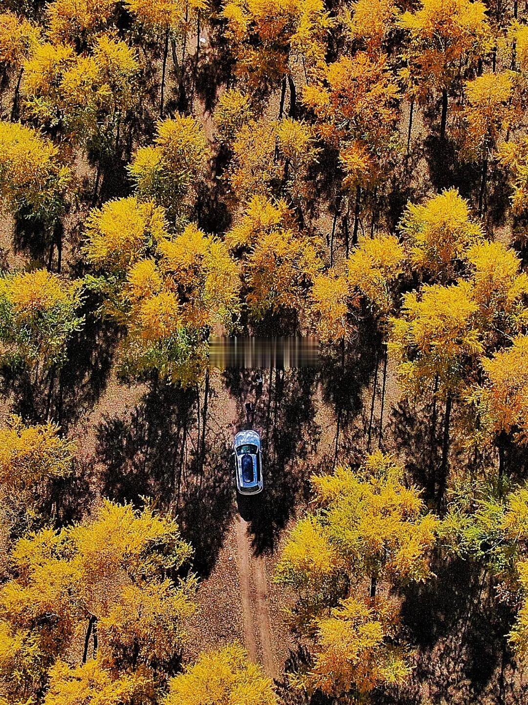 忍痛推荐❗️🛻可开上山顶无人免费赏秋露营⛺️