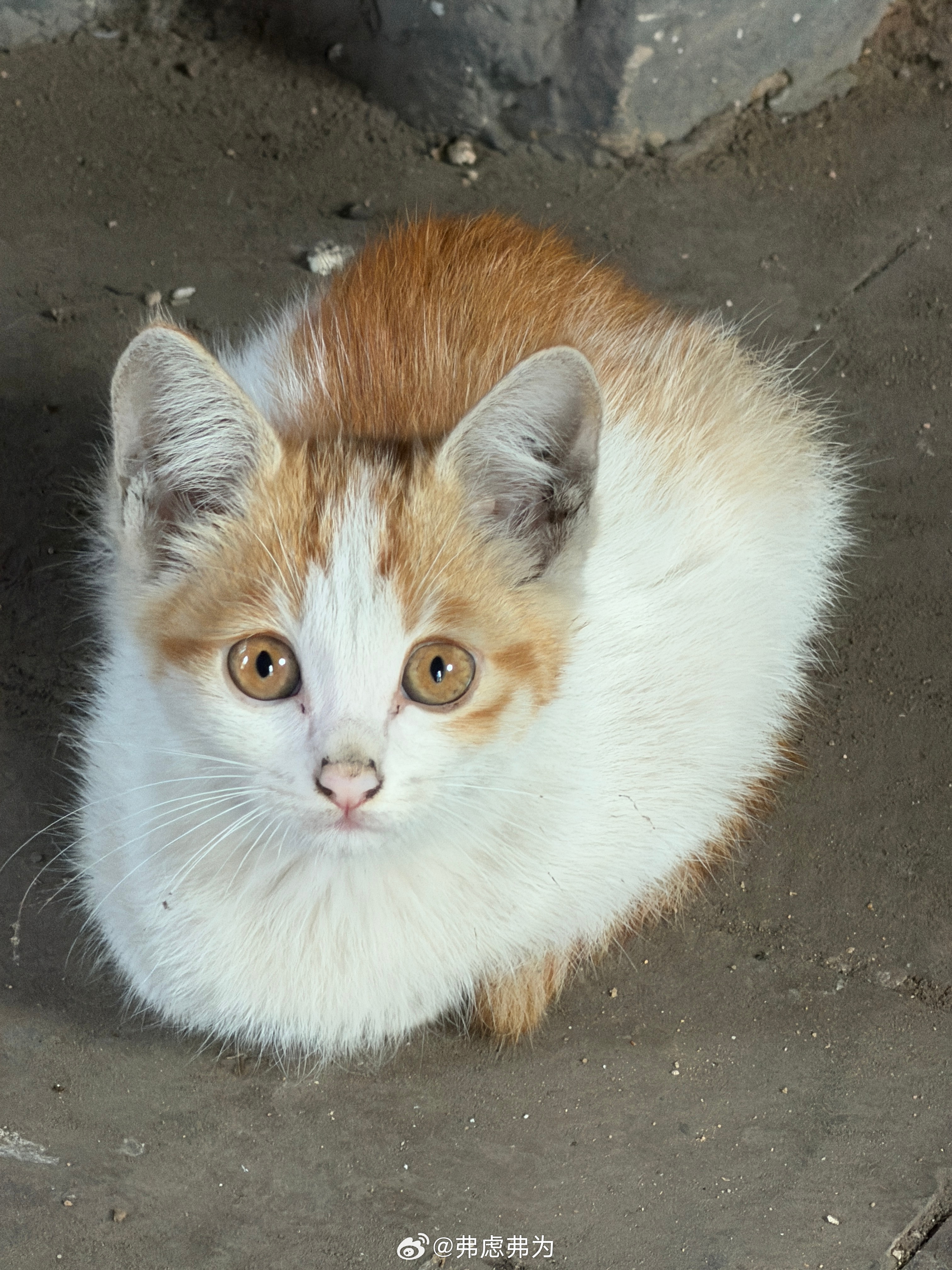 流浪在三清观的猫。 ​​​