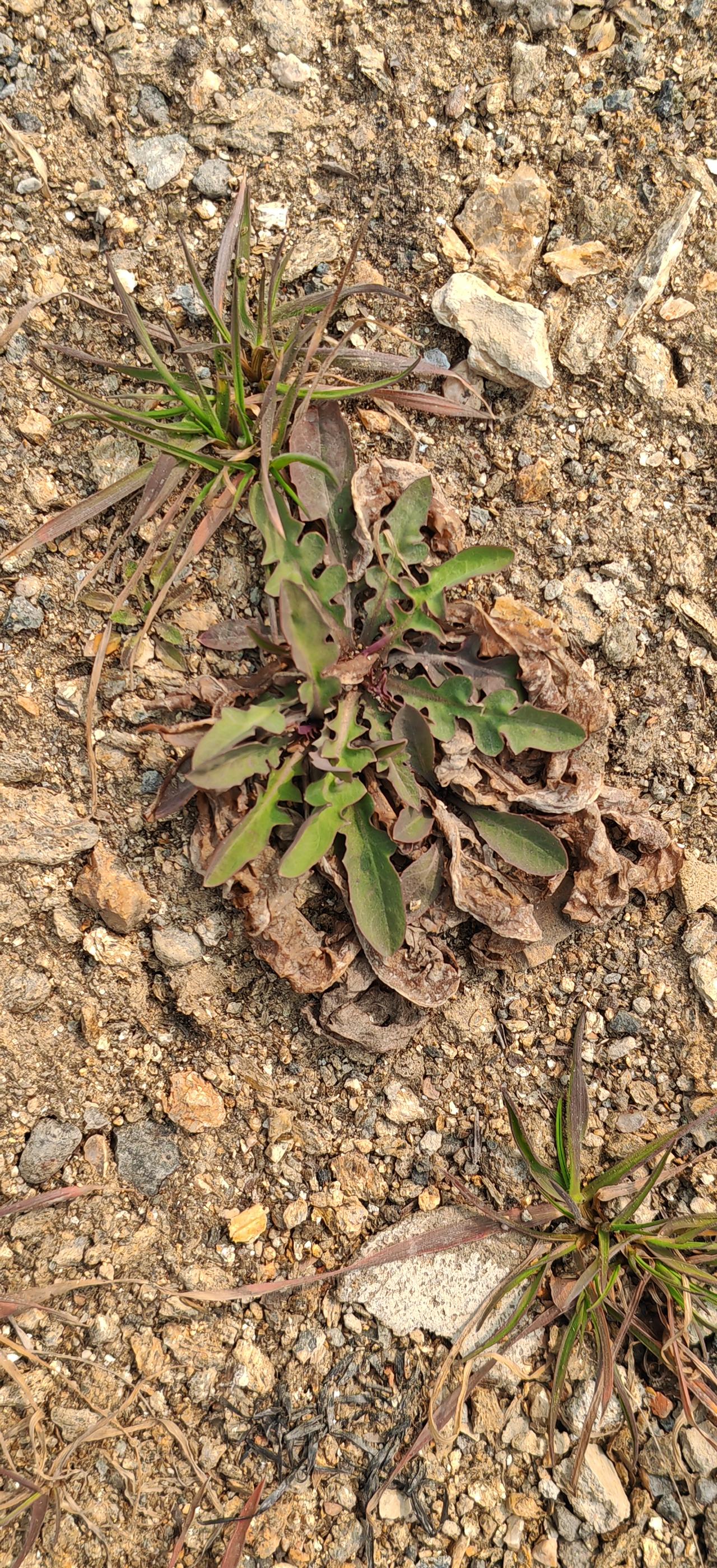 又到了吃苦菜的时间，
       地里的苦菜春天好吃，有点苦，但好吃。
