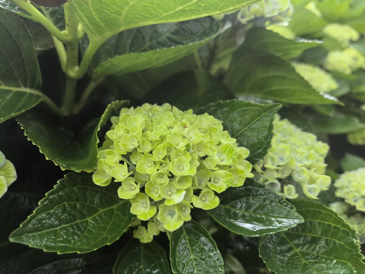 绿色的绣球花
