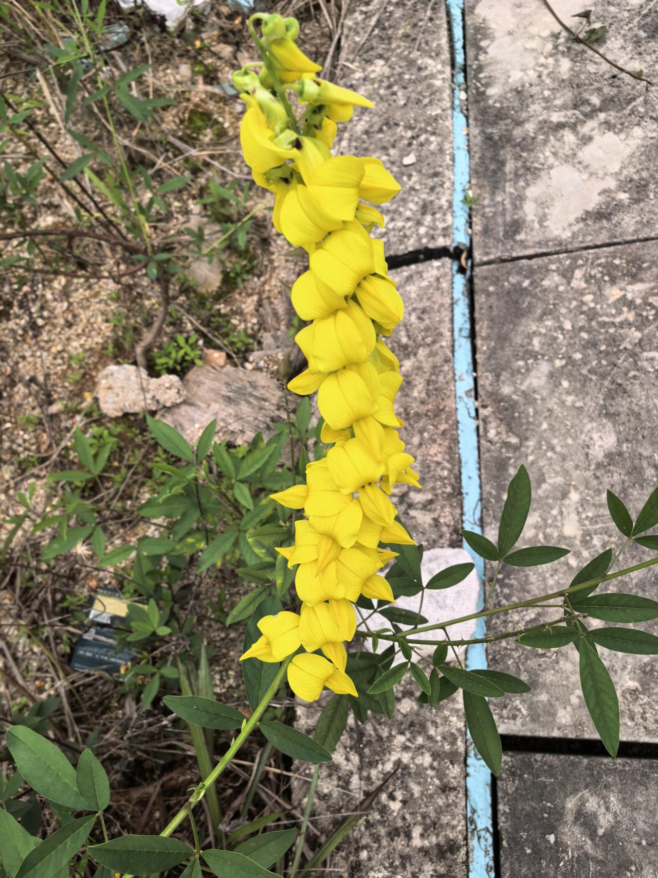 在不起眼的地方，盛开这一朵引人注目花。说不上这花的名字，但花依然很美丽。
