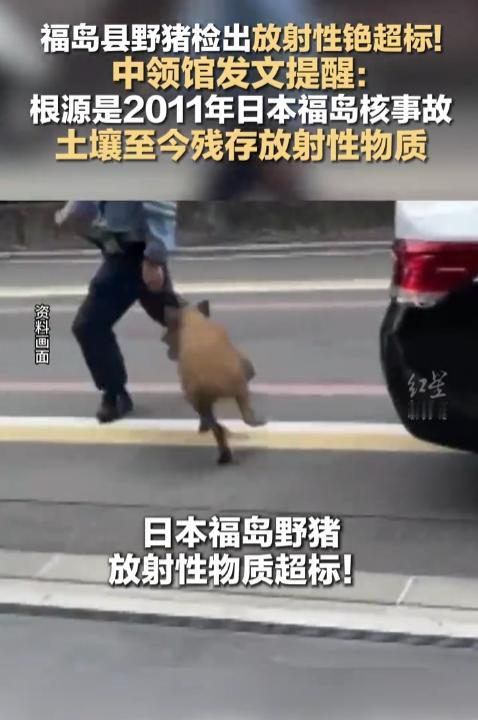 别再说福岛没有危害了，现在连野猪都有“核辐射”了！
4月28日传来消息，当地二本